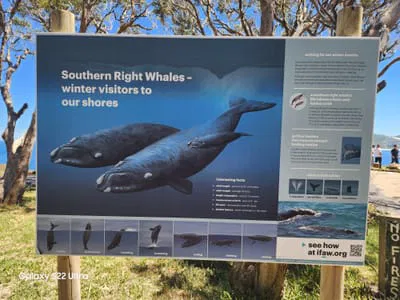 HERMANUS WHALE WHATCHING ,PENGUINS AND STELLENBOSCH TOUR