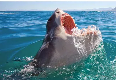 SHARK CAGE DIVING AND VIEWING,GANSBAAI HERMANUS FROM CAPE TOWN